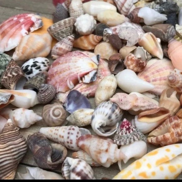 100 Real Seashells Mixed Grab Bag Lot for diy nautical decor or crafting - Picture 7 of 13